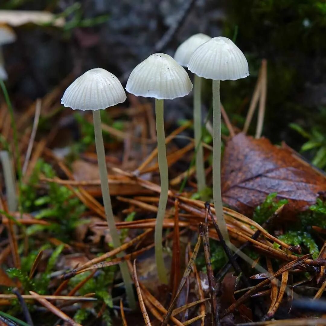 Мицена. Mycena epipterygia. mycena epipterygia гриб. мицена дисковидная. мицена слизистая.