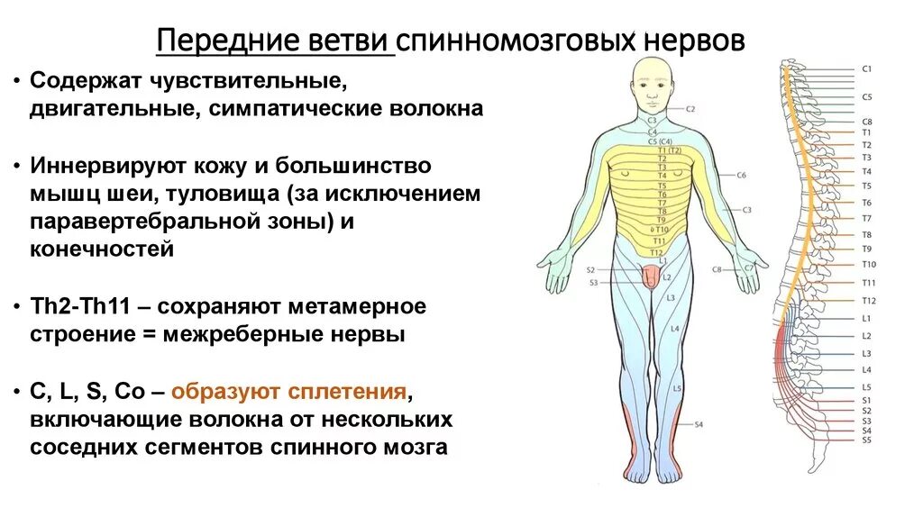 Ветви спинномозговых нервов иннервирующие. Передние ветви спинномозговых нервов. Зоны иннервации спинномозговых нервов. Схема иннервации спинномозговых нервов. Иннервация спинномозговых нервов l2-l3.