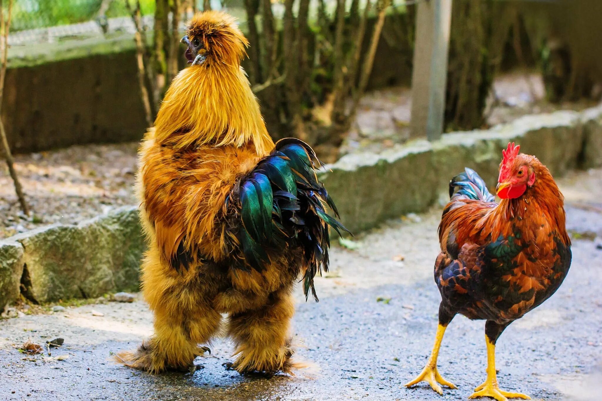 O chicken