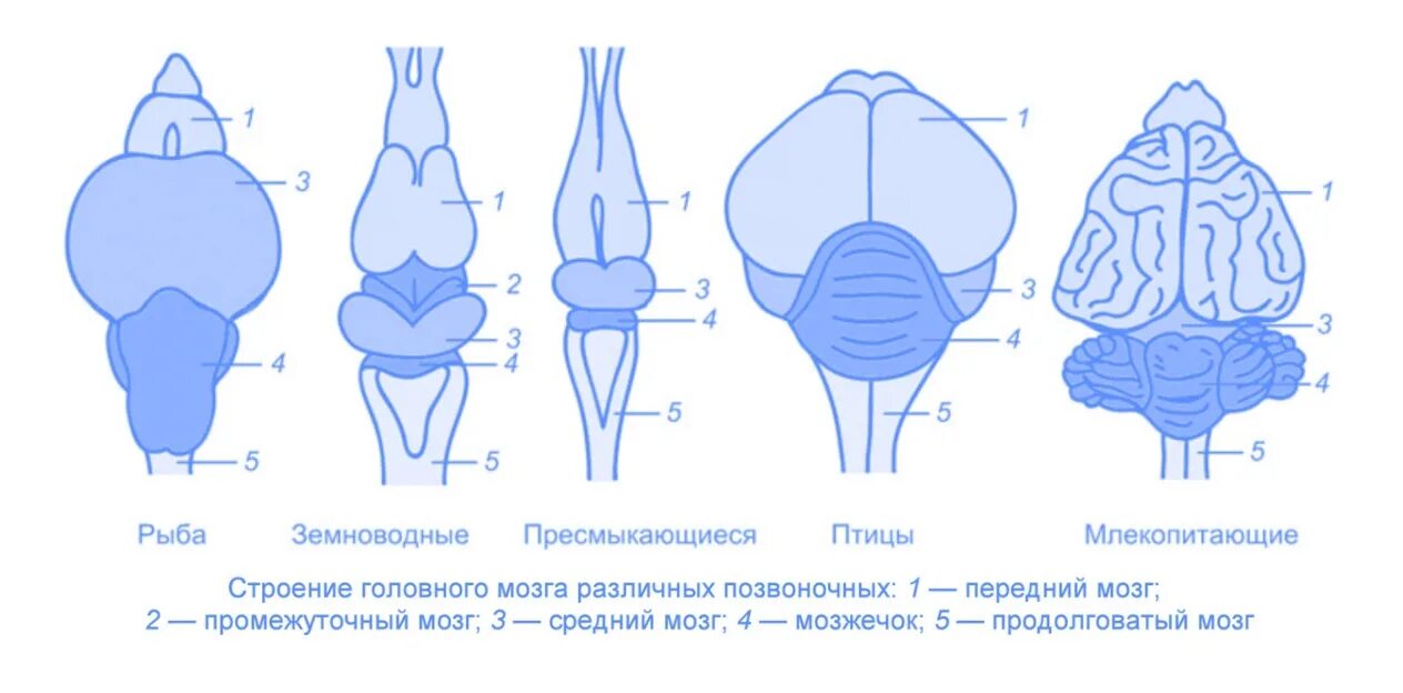 Млекопитающие какой мозг. Эволюция головного мозга у позвоночных животных. головной мозг птиц. отделы мозга земноводных и их функции. отделы головного мозга у птиц.