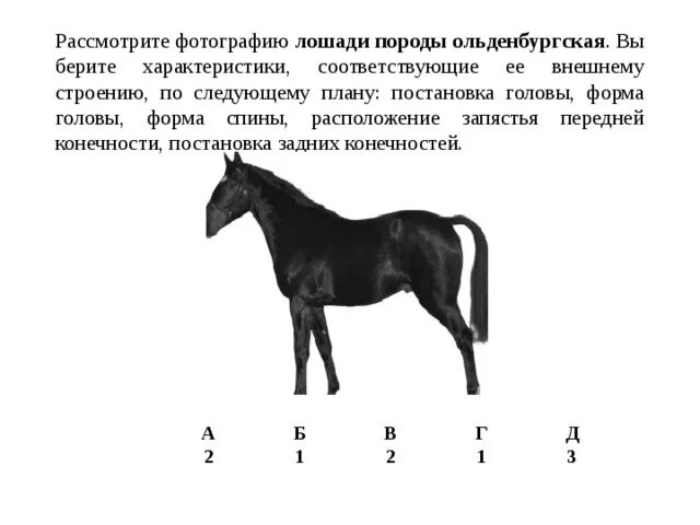 Рассмотрите фотографию коричневой лошади с черными