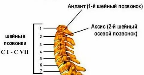 Какие позвонки находятся в шейном отделе
