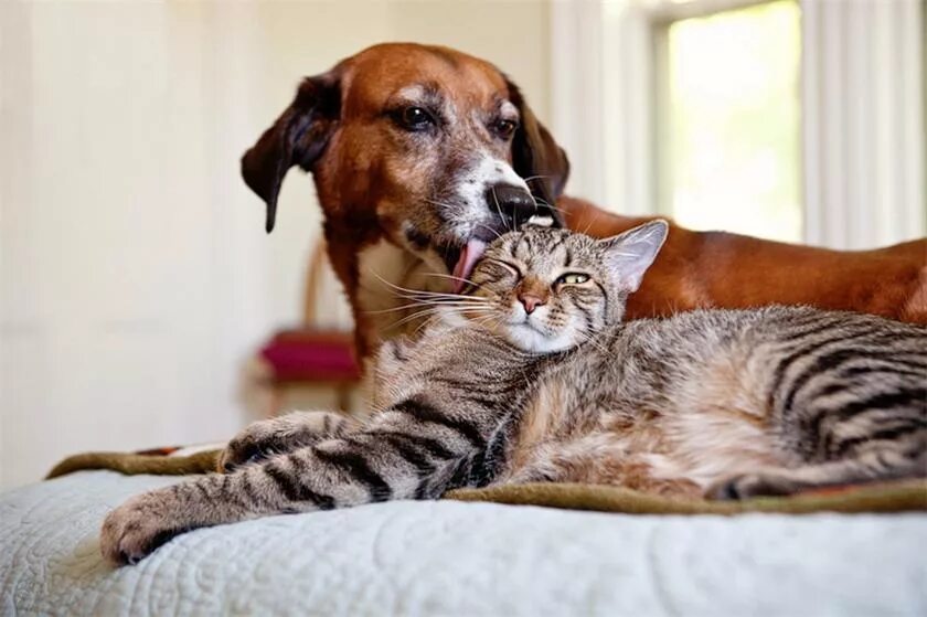 собака пес кот. собака. леонбергер и котенок. кошки и собаки. красивые собаки и кошки.