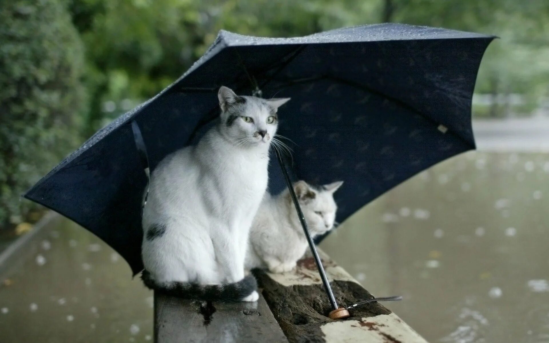 Дождь не не слышали. Кот и дождь. котик с зонтиком. коты под дождем. кошка под зонтом.