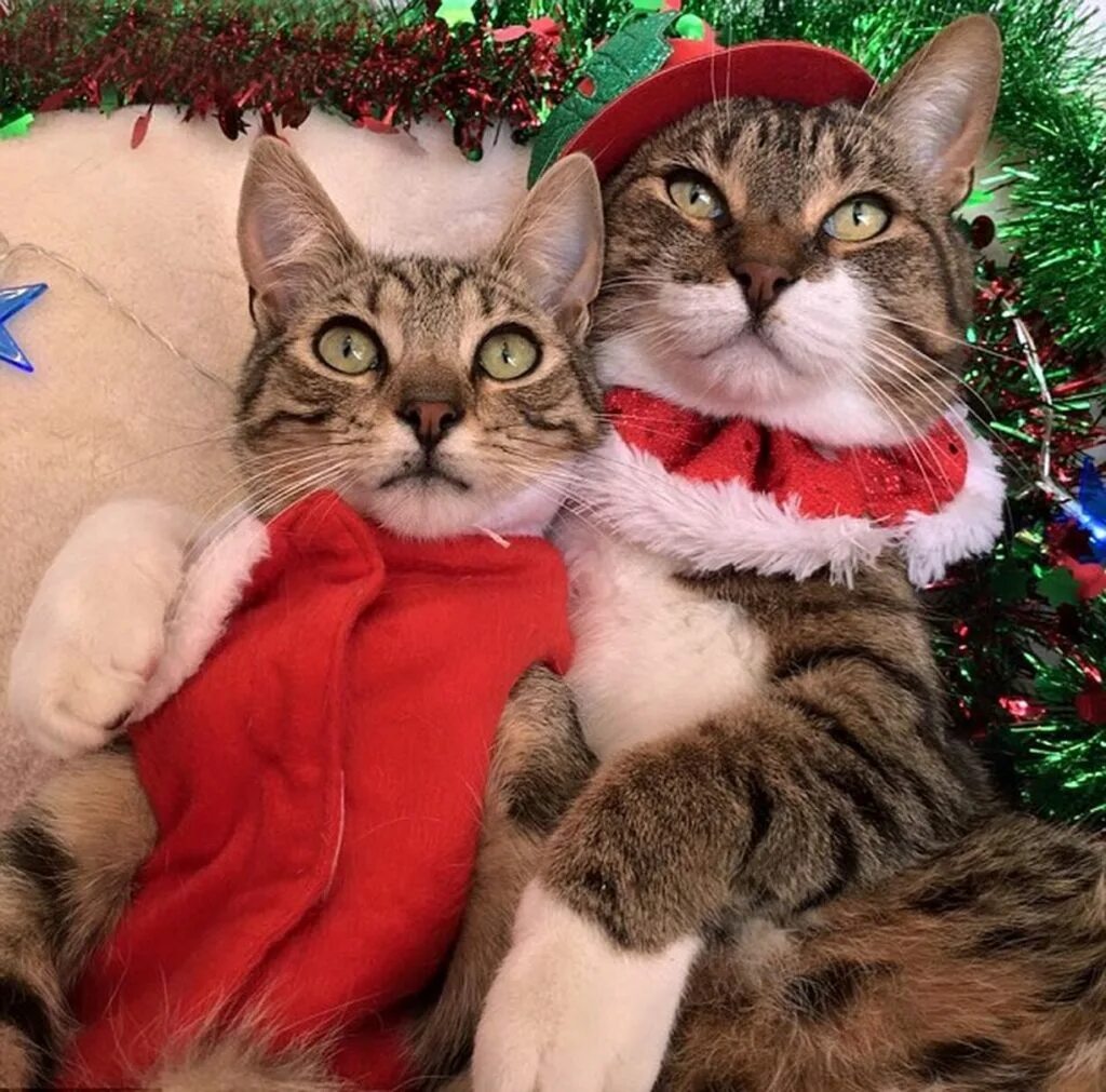 Кот празднует новый год. Новогодний котик. кот новый год. новогодняя кошечка. с новым годом кошки.