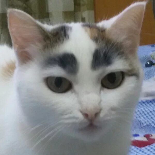 Sam the cat with worried eyebrows becomes an Internet sensation Cats, Cute anima