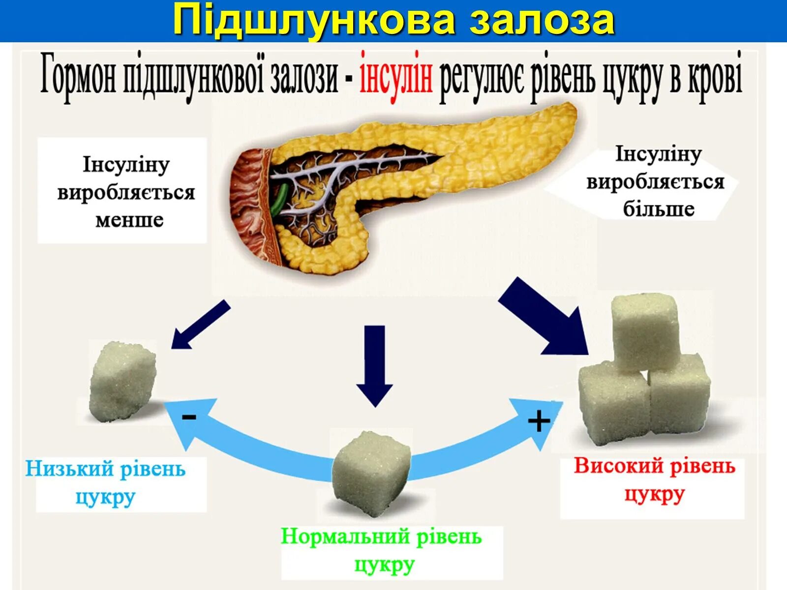 Чем вырабатывается инсулин