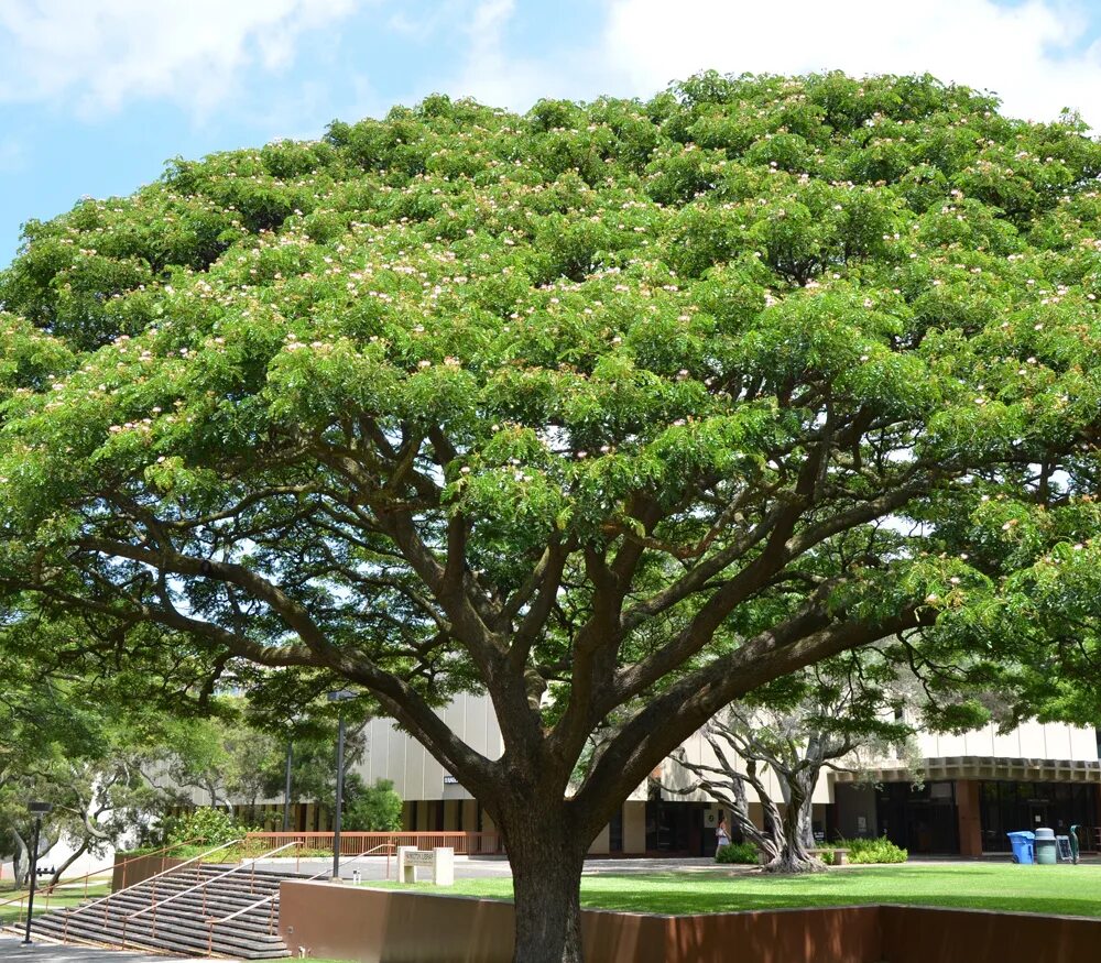 Tree 00