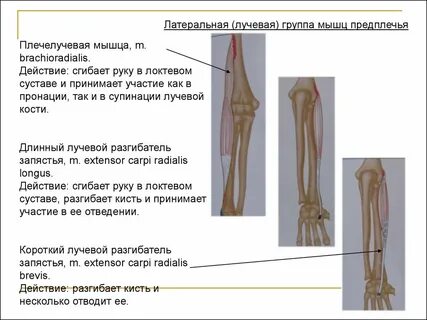 Предплечье лучевой
