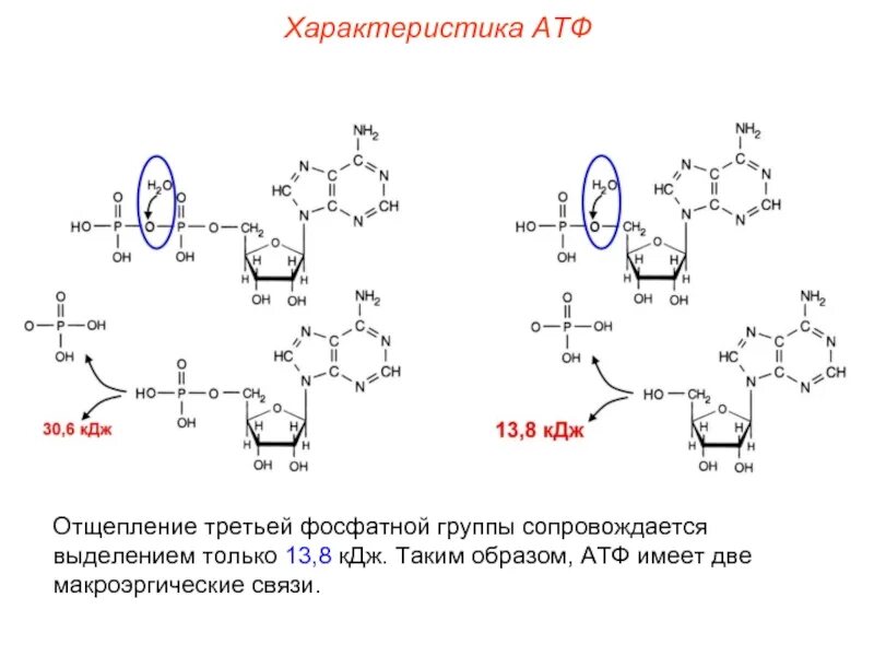 Атф задания. Фосфатная группа АТФ. Свойства АТФ. Макроэргическая связь. Характеристика АТФ.