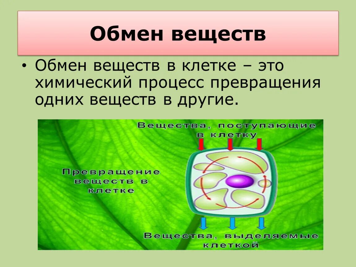 Жизнедеятельность клетки размножение клетки. Обмен веществ процессы жизнедеятельности. В процессе жизнедеятельности клетки используют энергию