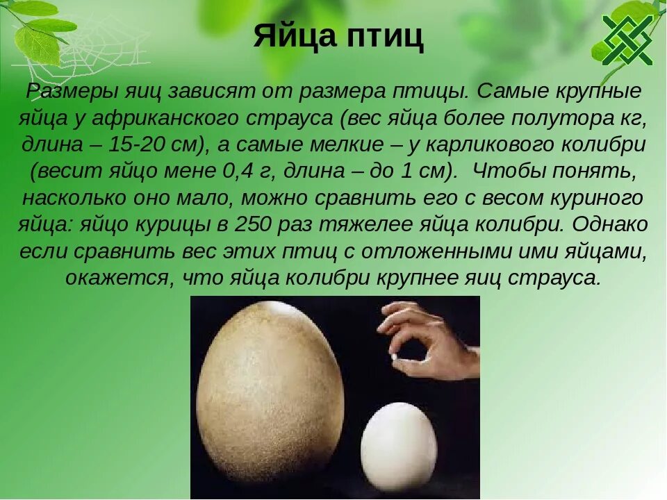 Можно говорить яичко. Размеры яиц птиц. Какой размер у куриного яйца. Форма птичьего яйца. Размер яйца курицы.