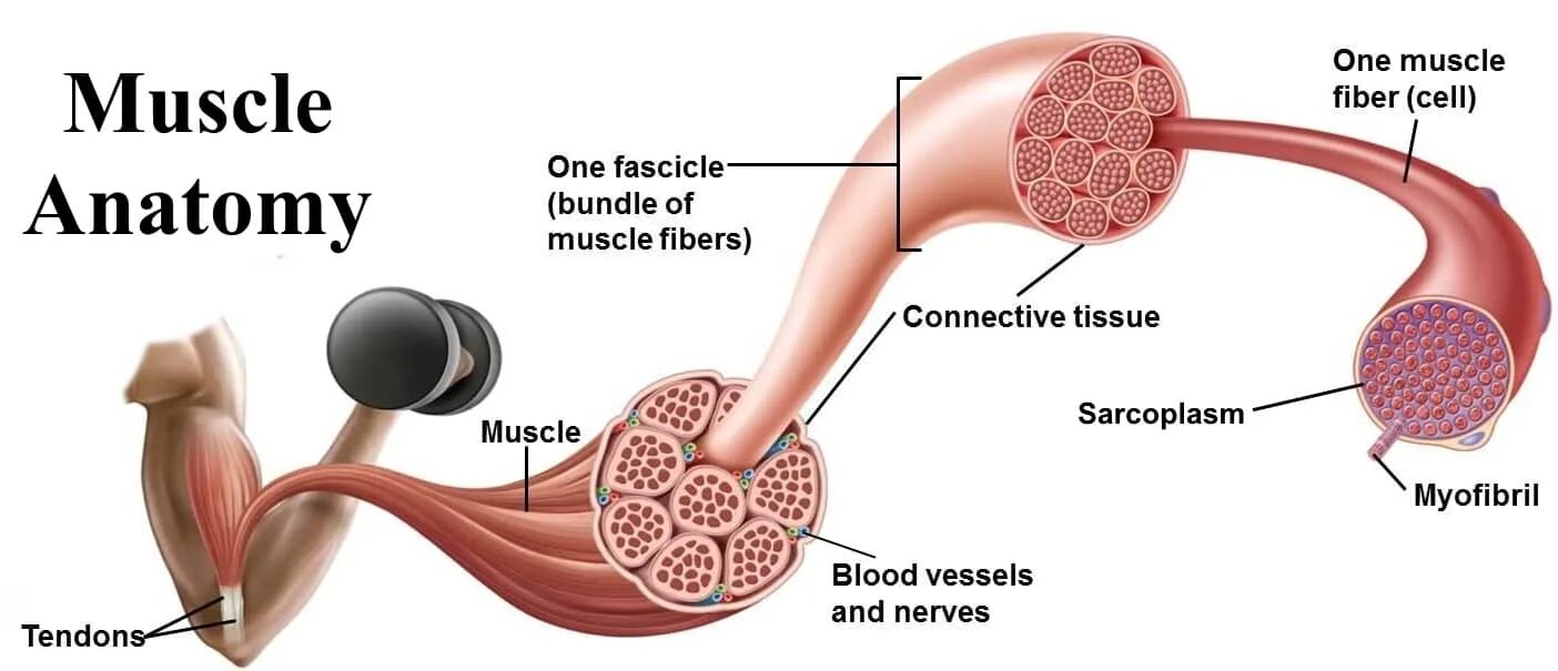 The word muscle. Muscle fascicle. myofibrillar hypertrophy. muscle tissue. muscle hypertrophy.