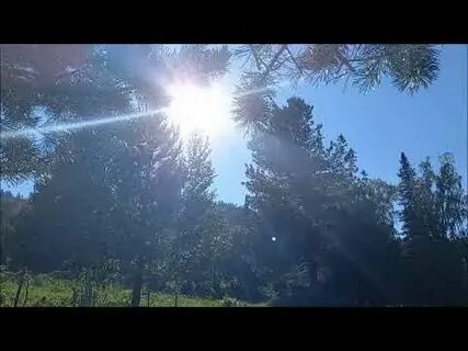Ремикс в лесу