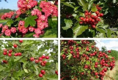Как размножается боярышник