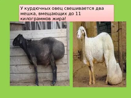 Курдючный жир что это такое