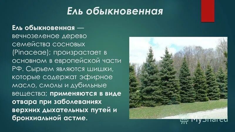 Ель к какой группе относится