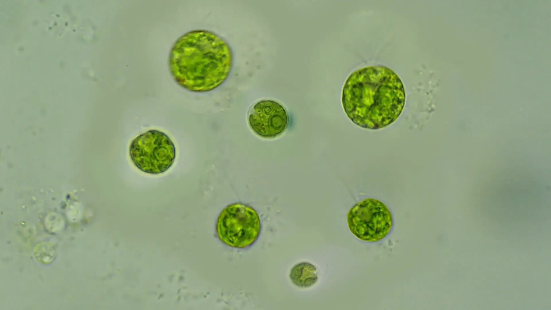 Одноклеточные водоросли произошли. Зеленые водоросли хламидомонада микроскоп. Одноклеточная водоросль хламидомонада. Одноклеточные растения хлорелла. Одноклеточные зеленые водоросли.