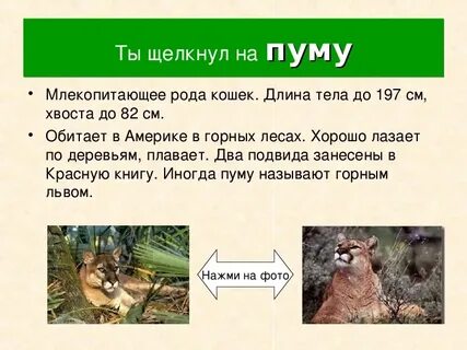 Роды млекопитающих