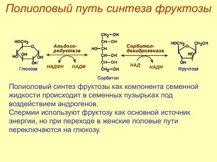 Фруктоза в печени превращается