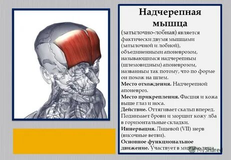 Лобная мышца