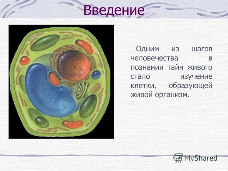 В живой клетке живут. Клетка Живая система. Первая клетка живого организма. Схема клетка Живая система. Клетка Живая система 5 класс.