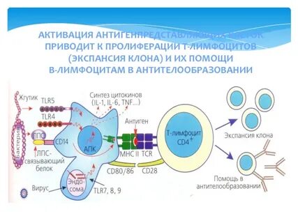 Активируют иммунный ответ