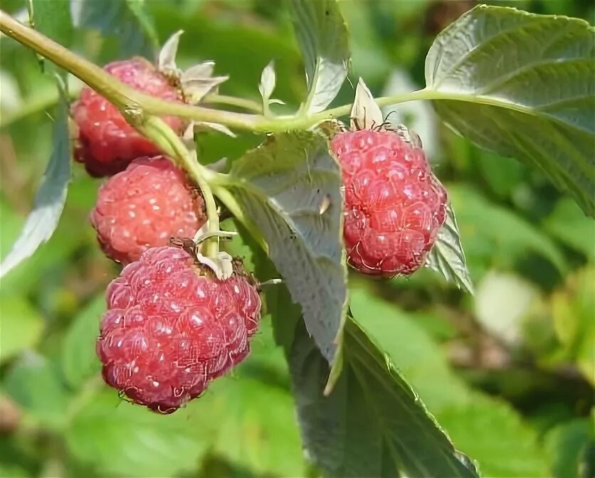 Прозрачный контейнер для малины. Л малинов. Салфетки сервиров. Л малинов. Л малинов.