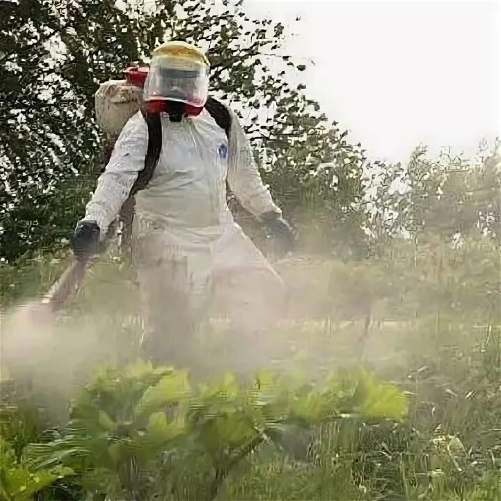 Идет обработка. Обработка парков и скверов от клещей в уфе. Идет обработка. Как сделать фон для фото в фотошопе. Не входить идет обеззараживание уфо.