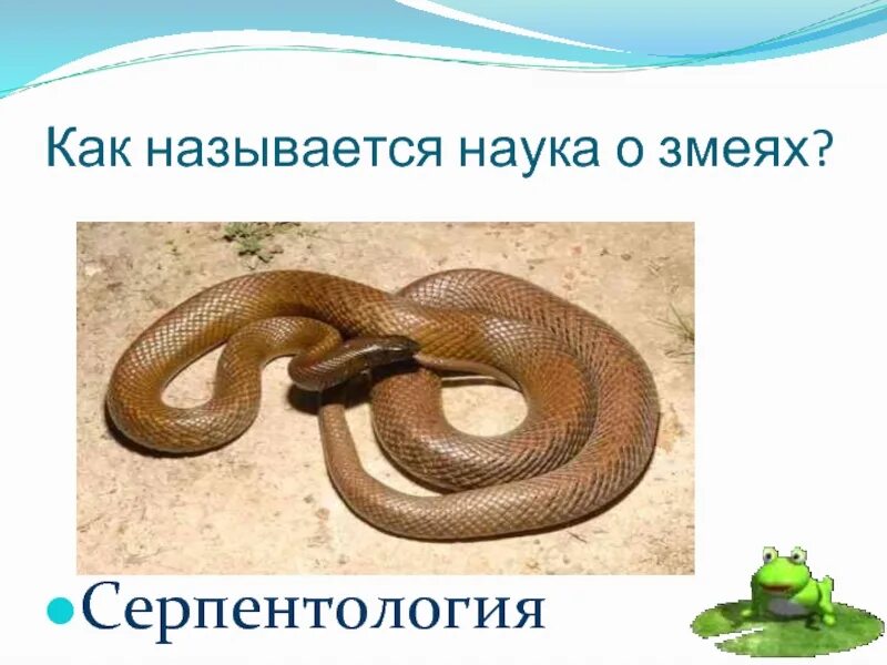 Как изучить змею. Серпентология наука о. Как называется наука о змеях. Пресмыкающиеся змеи названия. Наука про змей.