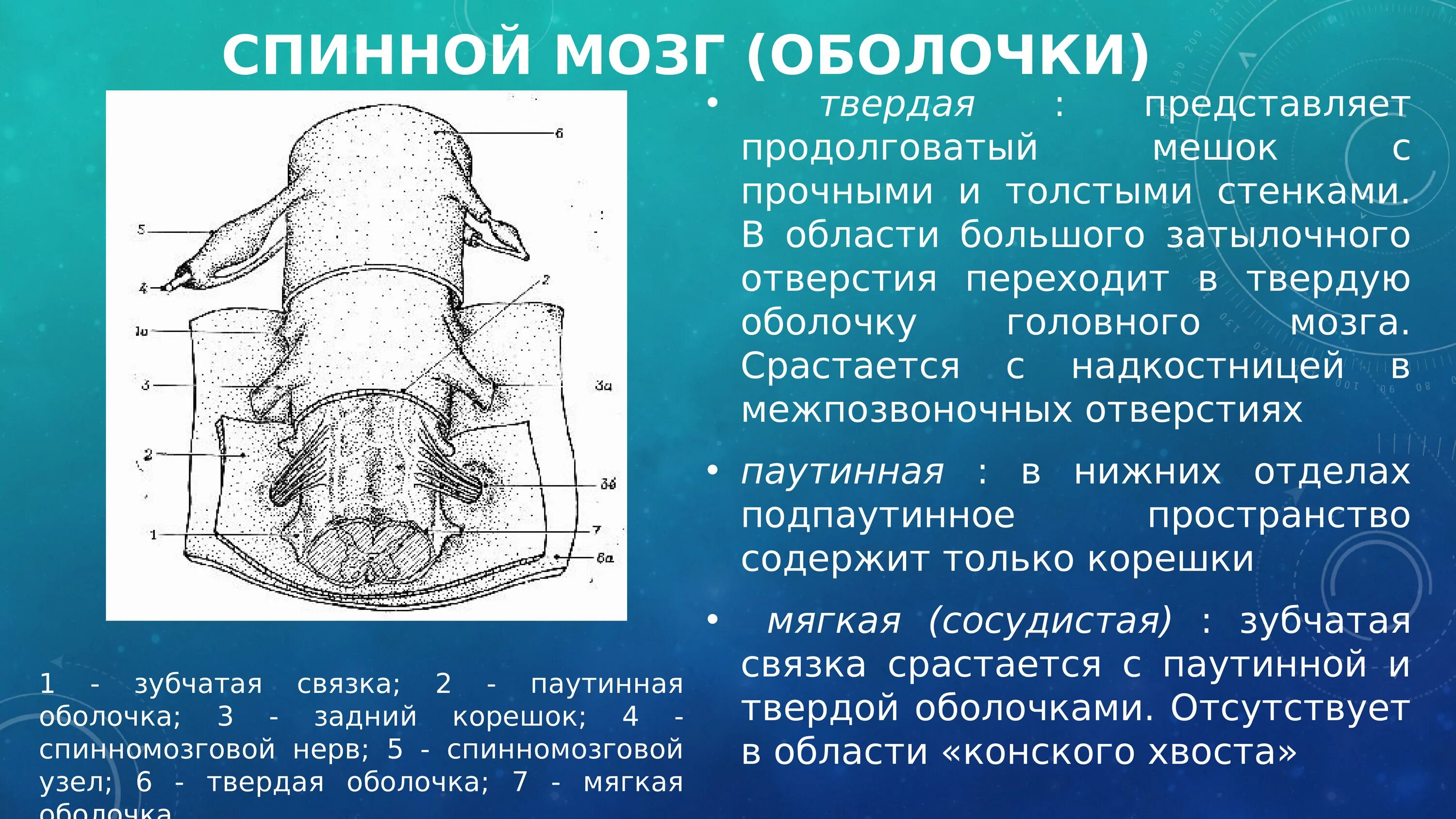 3 Оболочки спинного мозга. Киста паутинной оболочки спинного мозга. Строение твердой оболочки спинного мозга. Функции мягкой оболочки спинного мозга.