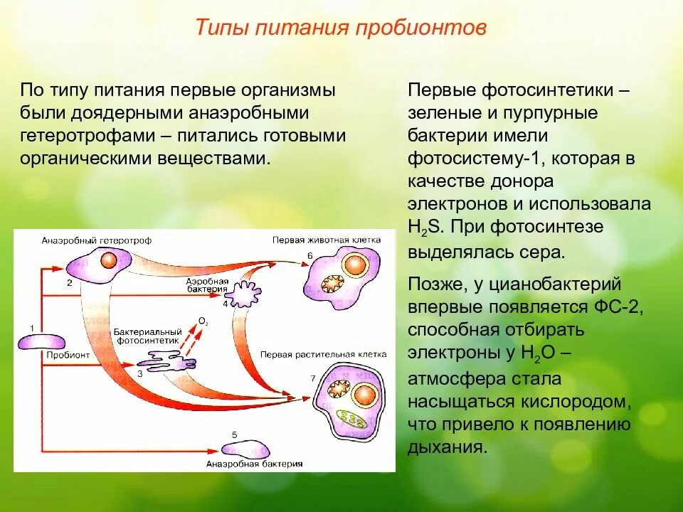 Этапы эволюции пробионтов схема. Протобионты и коацерваты. Первые организмы пробионты. Тип питания первых пробионтов..