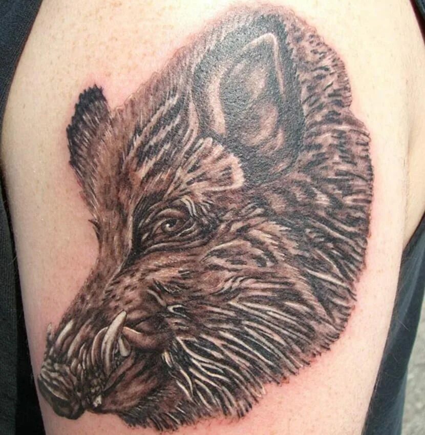 Секач кабан тату. Тату голова кабана. Тату кабанов. Тату кабан для мужчин. Тату вепрь.