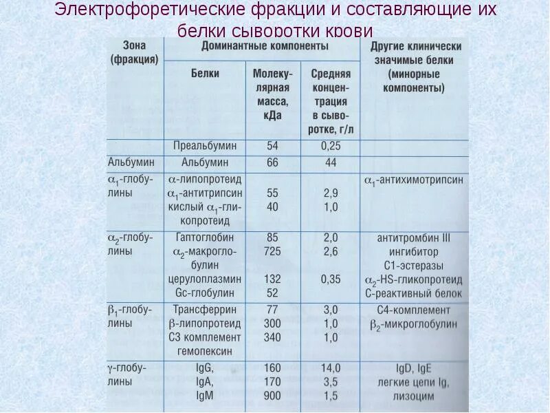 Соотношение белковых фракций методом электрофореза. Соотношение белковых фракций методом электрофореза