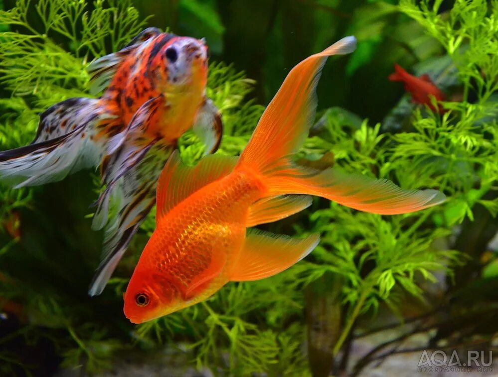 золотая рыбка телескоп вуалехвост. почему аквариумные рыбы привлекательны для содержания. меченосцы аквариумные рыбки. почему аквариумные рыбы привлекательны для содержания. аквариумная золотая рыбка оранда.