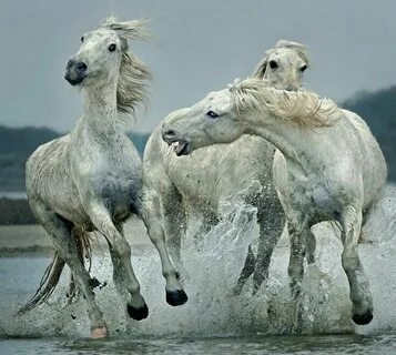 Horse dance
