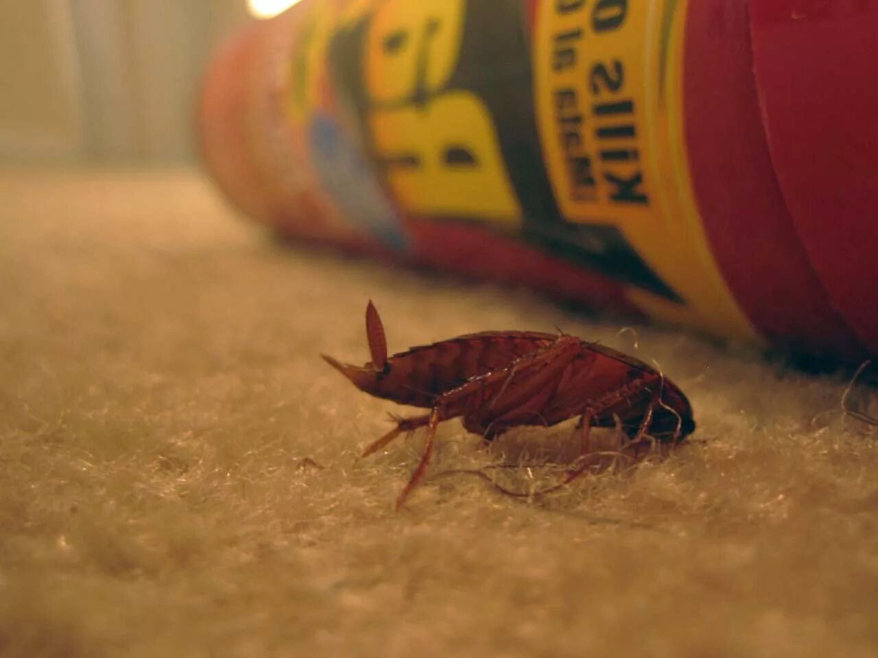 Травля тараканов. Тараканы в квартире. Избавим от тараканов. Травление тараканов в квартире