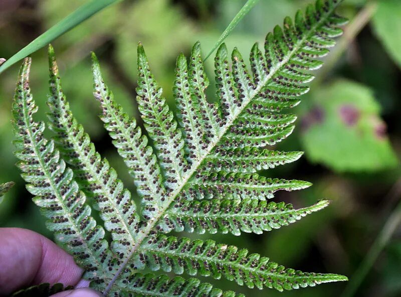 Папоротник Фегоптерис. Phegopteris connectilis. Фегоптерис буковый. Сорусы папоротника.