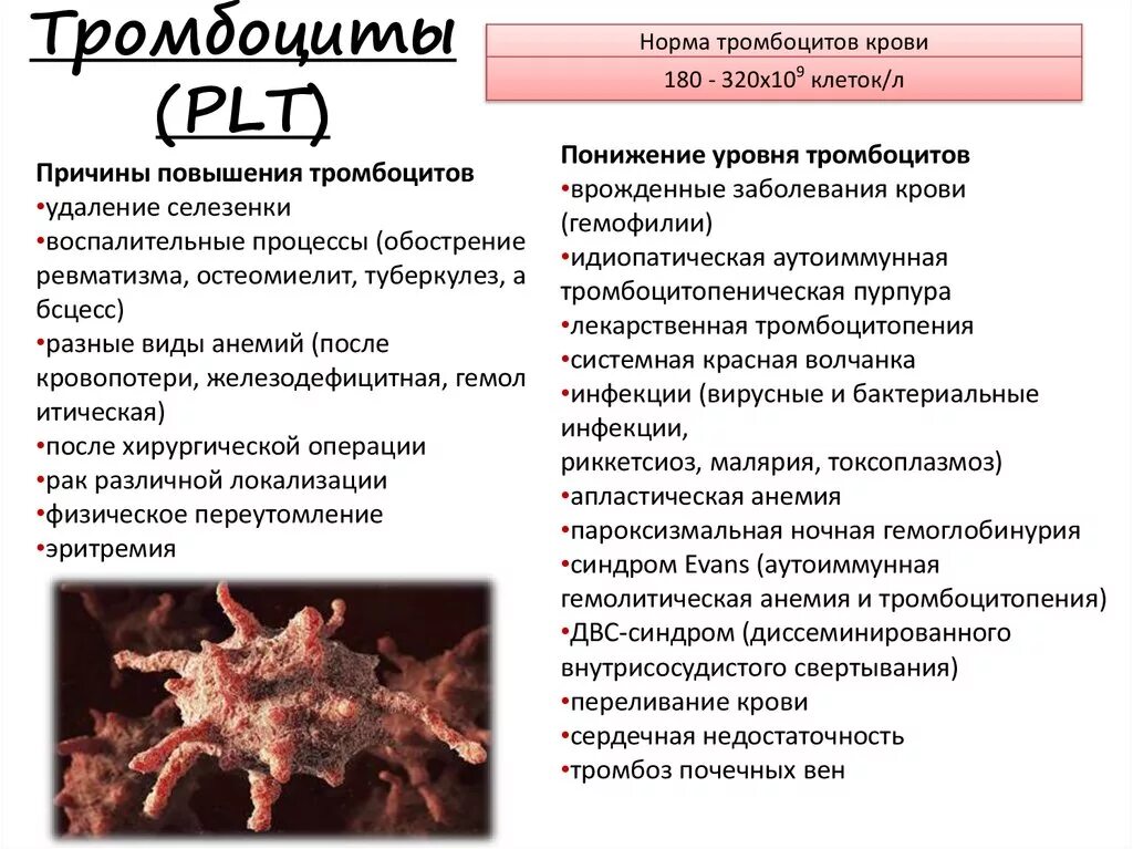 Тромбоциты понижены у мужчины о чем это. Увеличение количества тромбоцитов. Повышены тромбоциты в крови. Снижение тромбоцитов причины. Причины низкого уровня тромбоцитов.