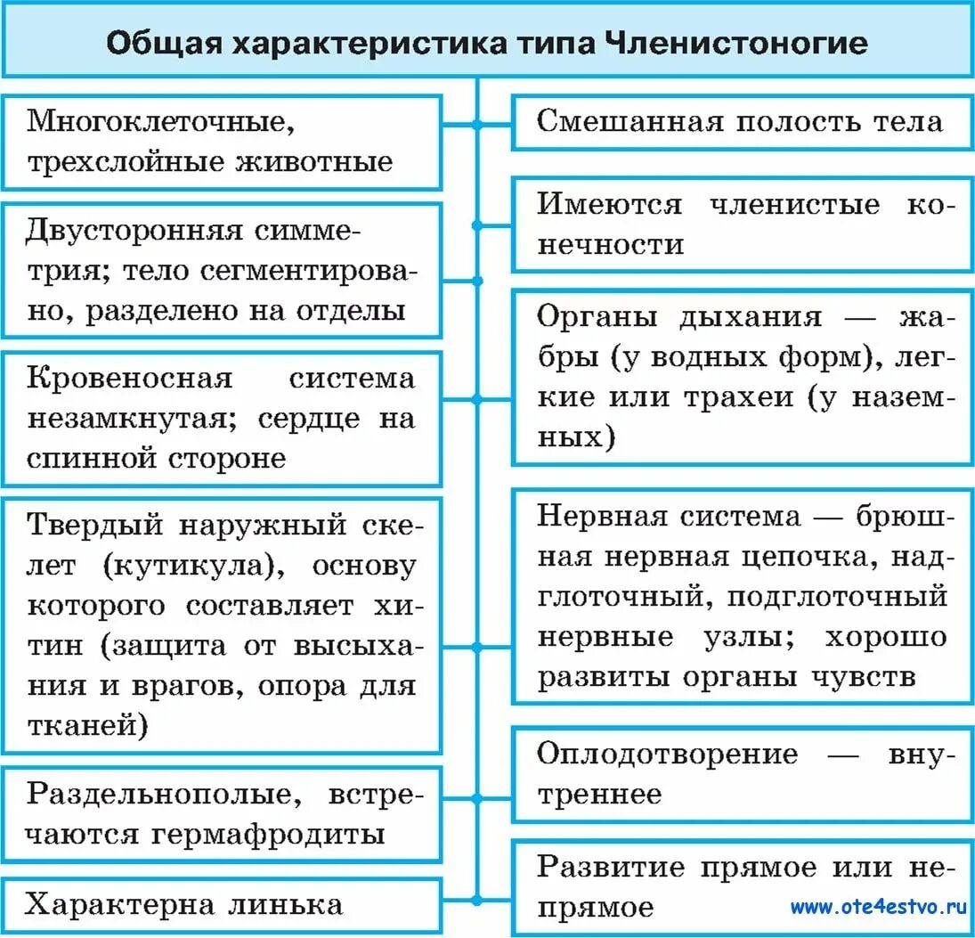 Признаки типа членистоногие. Таблица описания членистоногих. общая характеристика членистоногих 7. общая характеристика типа членистоногих. тип членистоногие общая характеристика.