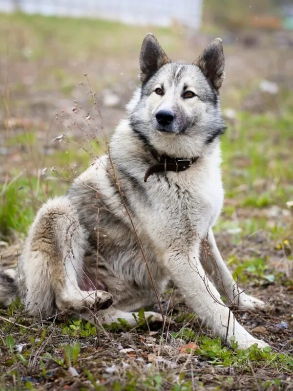 метис лайки. лайка волкодав. западно сибирская лайка помесь. помесь хаски и лайки. метис хаски и лайки.