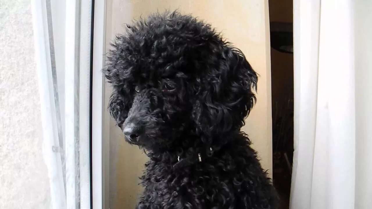 Злой карликовый пудель. Черный пудель бишон. Карликовый пудель улыбается. Пудель кусается. Пудель кусается.