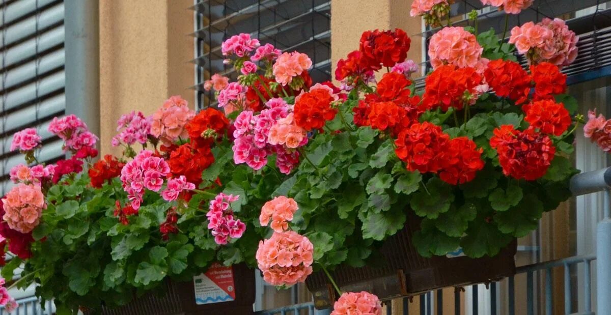 Geranium Care - How to Grow Annual Geraniums Pink geranium, Geraniums, Geranium 