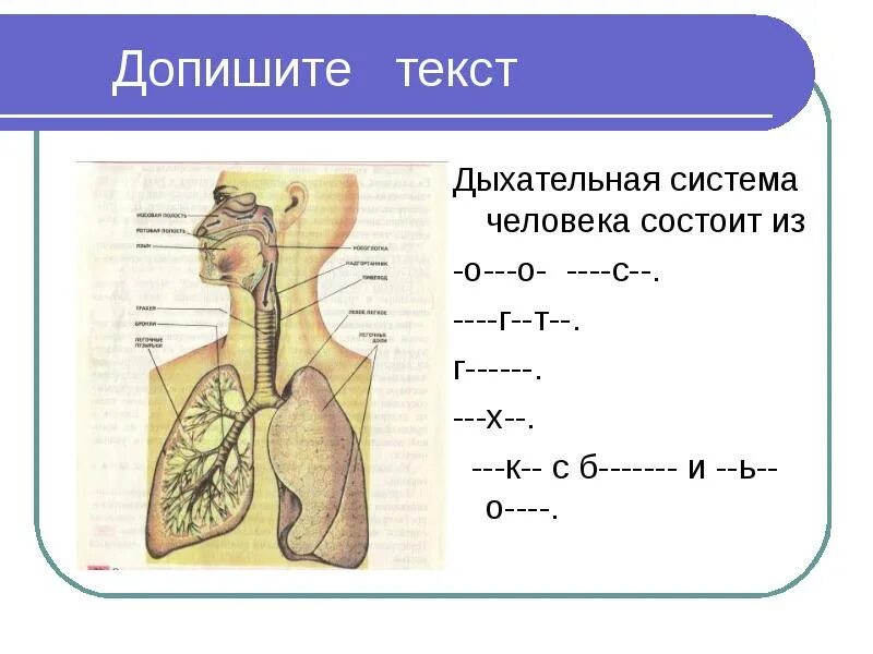 Дыхательная система лекция. Дыхательная система. строение дыхательной системы. дыхательная система человека состоит из. строение дыхательной системы человека схема.