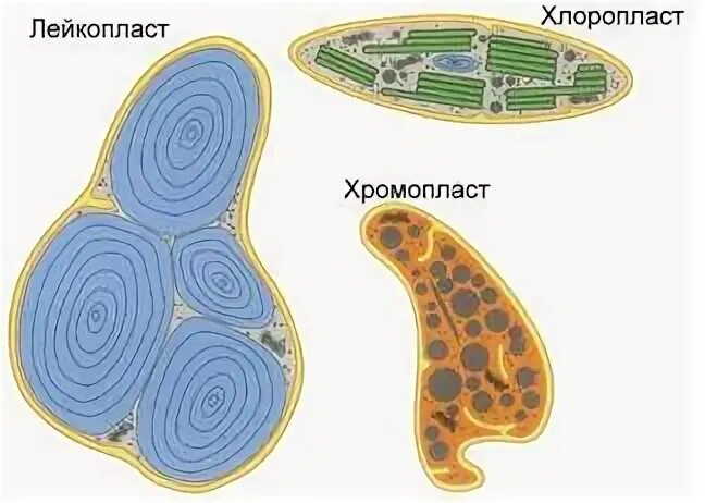 Лейкопласты растительной клетки