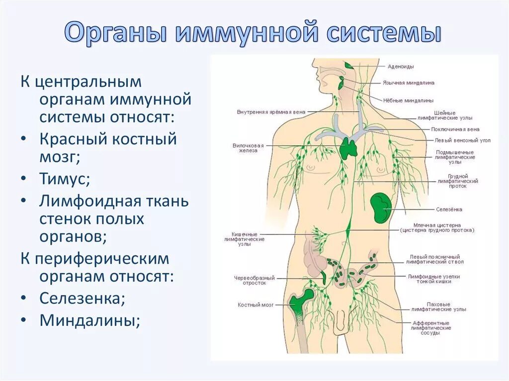 Где у женщины расположены лимфоузлы. Строение иммунной системы человека схема. Органы входящие в лимфатическую систему. Лимфатические узлы иммунная система. Схема расположения органов иммунной системы человека.