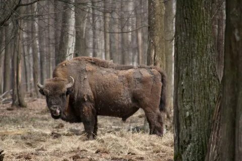 Зубр с1