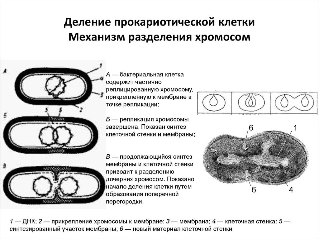 Деление клеток прокариот схема. Процесс деления прокариотической клетки. Деление прокариот (бинарное деление). Бинарное деление бактерий схема. Деление клетки спорообразованием