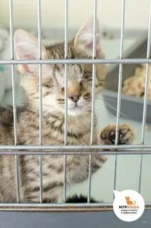 Котята бийск