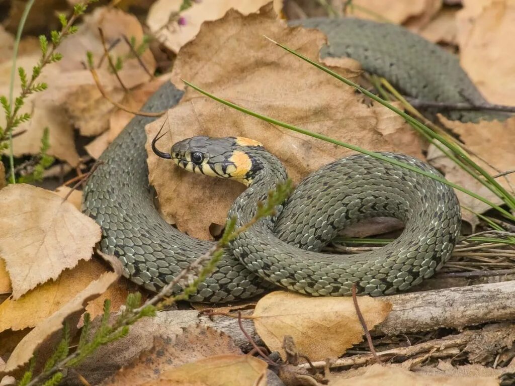 Grass snake. Обыкновенный уж. Уж обыкновенный ХМАО. Змея уж обыкновенный. Обыкновенный уж Ужеобразные.